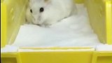 这只小龙猫太可爱了，洗沙浴和别人不一样，网友：挺可爱的！