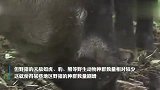 遭遇野猪灾！全国14省下发野猪“通缉令”