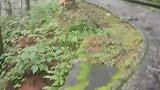 女子爬苍山路遇小狗小猫全程护送，网友：这也太有灵性了吧
