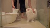 萌宠视频：铲屎官给猫咪洗澡，为了让猫猫乖乖的，还要喂它吃东西