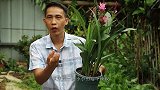 想让姜荷花生长迅速，开花多，就必须选对“它”