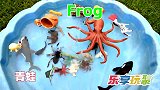 乐享动物乐园带你认识鼻子短短的海象