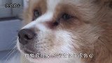 可怜狗狗被抛弃，每天哭着等待主人，结局太暖了