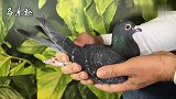 信鸽鉴赏：2只黑皮赛鸽，你更看好哪一只？