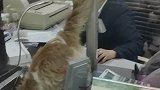 一顾客在银行办理业务时，一只喵从窗口爬出