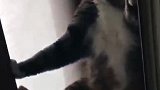 猫：爬楼翻墙对我来说，小意思！