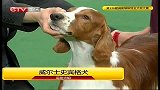 重庆卫视-犬种大赛20140324