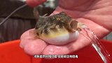 日本小伙烤河豚吃，活着的河豚直接丢火炉上，网友：叫救护车了吗
