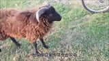 二哈牧羊，小羊以为狼来了：不是我吹，刚干跑了一只狼