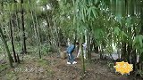 张子枫挖笋，杨紫直接上手掰下一块，看懵妹妹！