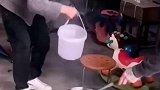 小哥帮忙把水倒入锅中，万万没想到