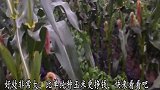玉米地种上它，收益翻倍还不耽误玉米产量，一石二鸟！