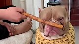 恶霸犬出了名的暴脾气，主人竟敢拿脚丫子挑衅，这货瞬间急眼！