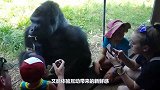 大猩猩被小孩激怒，一拳击碎了钢化玻璃，不作就不会死