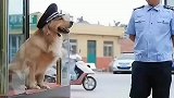 当保安守护小区的金毛