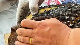 邻居敲我家门，问我在做什么，我该怎么回答？