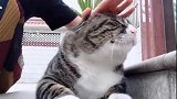 猫咪：再拍我脑袋，我就生气了