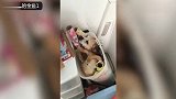 猫和狗的搞笑视频合集,第四只狗狗真的是太蠢萌了,非常的搞笑