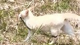小猫好厉害