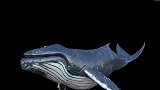 被鲸鱼吞下肚子还有多少几率能存活？生物学家给出答案