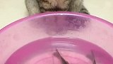猫:这么多鱼,我先吃那条好呢!
