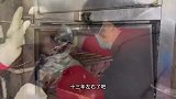 福建福州茶油熏鸭｜小店高峰日做500只寄全国