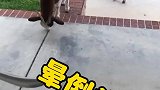 这货能存在都是奇迹啊？
