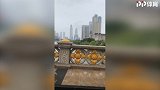 帕托敬礼为哪般？ 金童雨中停车赏美景
