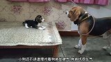狗叛逆期到了，敢和自己的爸爸唱反调，吵架