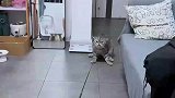 钓到一只肥猫，10斤的猫，20斤的反骨