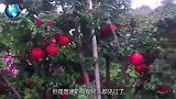 秦始皇陵为何有棵奇形怪状石榴树，专家拿果实去化验，吓一身冷汗