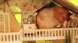 小仓鼠冲破内心恐惧，居然和猫咪成了朋友？