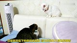 白猫：你瞅啥？黑猫：瞅你咋地