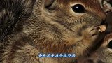 工厂雇佣100只松鼠剥核桃，比机器还要快，报酬是吃不完的核桃