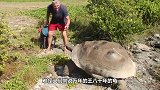 乌龟抄近道回家，爬上1.5米的铁围栏，不料意外发生