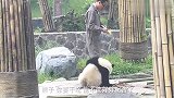 动物园中,熊猫上演搞笑戏码,下一秒憋住别笑