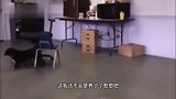 我就想问问，你们家猫也这样走路吗？