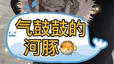 气鼓鼓的河豚