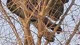 这样自由的猫，还用铲屎吗？就这眼神儿，把你勾引来