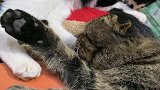 两只调皮猫有打闹了