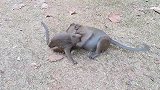 天为什么小猴子这么重？小猴子太生气了