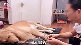 媳妇回老家狗狗伤心不吃饭，听到隔壁老王来电话拎包就走，太逗了