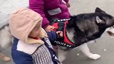 狗狗回家带孩子也就算了，还要照顾狗子，真是太惨了！