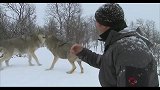 在雪地里面遇到狼群不要怕，这几个动作吓跑恶狼