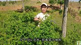 农村媳妇捋荆叶，蒜汁拌拌吃凉面，味道真香，坐桥头1人吃1瓢