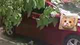 男子停车被刮断树枝连砸两次