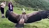 秃鹰被救放生时，才知自己忘记怎么飞了！