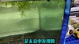 鱼缸的水质调理并不难，洗脚水都能调理出最佳水质