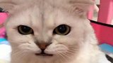 这只猫咪宠妻宠娃，连主人看一眼都不行，也是没谁啦