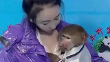 好家伙，比峨眉山的那帮猴子懂事多了
